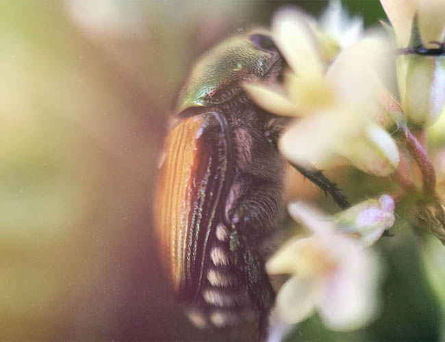 Environmentally Friendly Rodent Pest Control Home And Lawn Services Fleecer Mountain